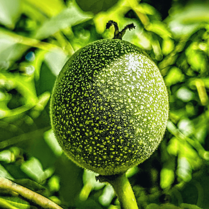 Noix vertes coupées