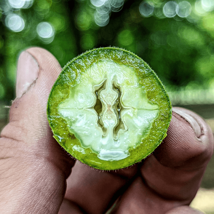 Noix verte coupée en deux pour la préparation du vin de noix