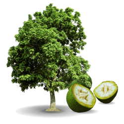 Noyer en fruit.