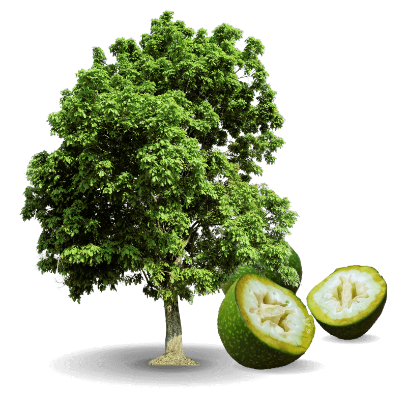 Noyer en fruit.