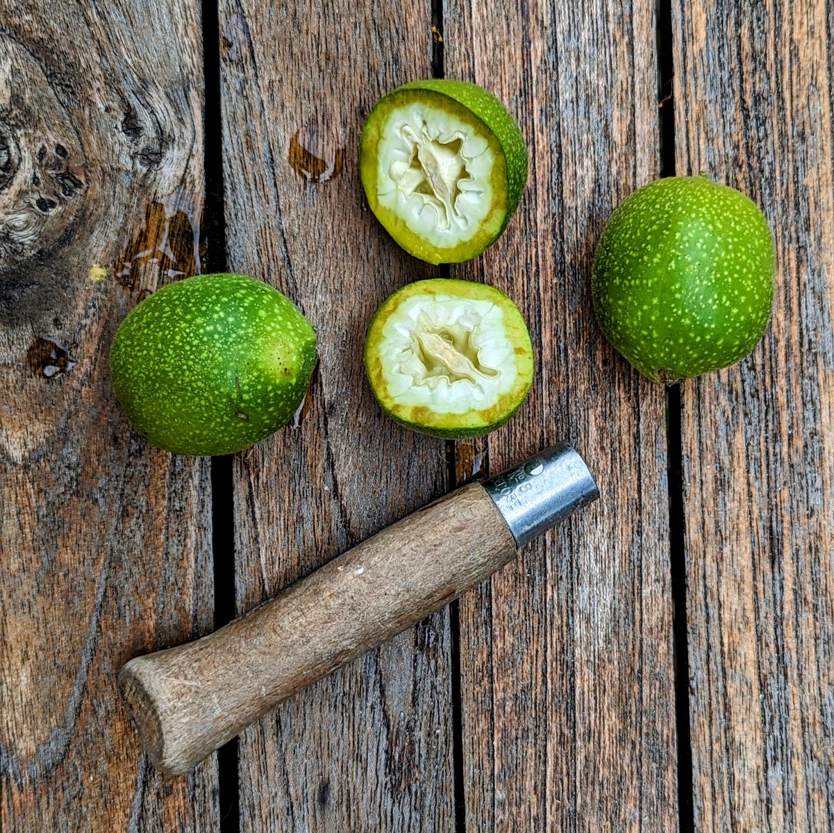 Noix vertes posées sur une table en bois, dont une est coupée en deux laissant apparaitre l'intérieur de la noix à peine formé.