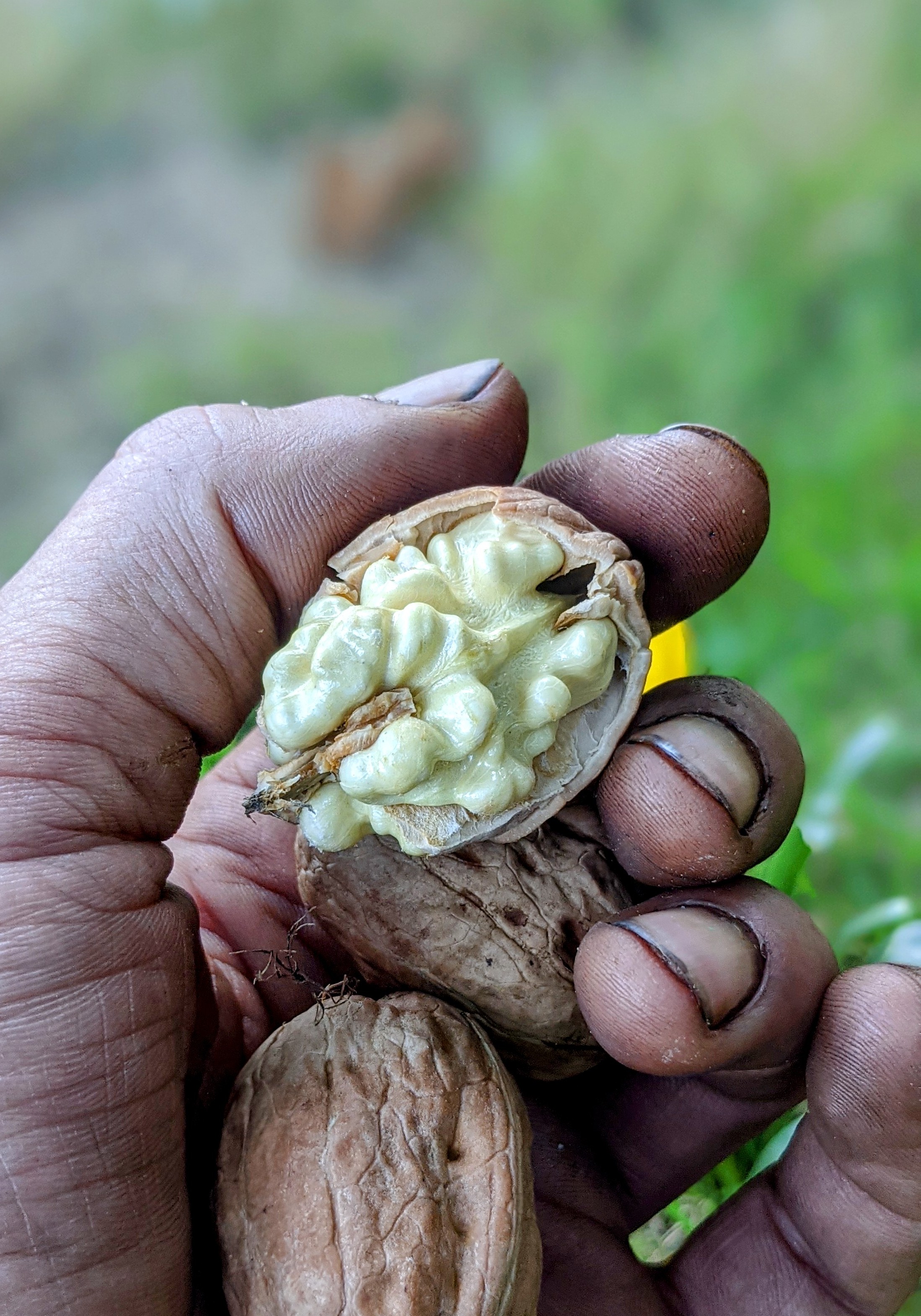 Noix fraîchement récoltée au mois d'octobre