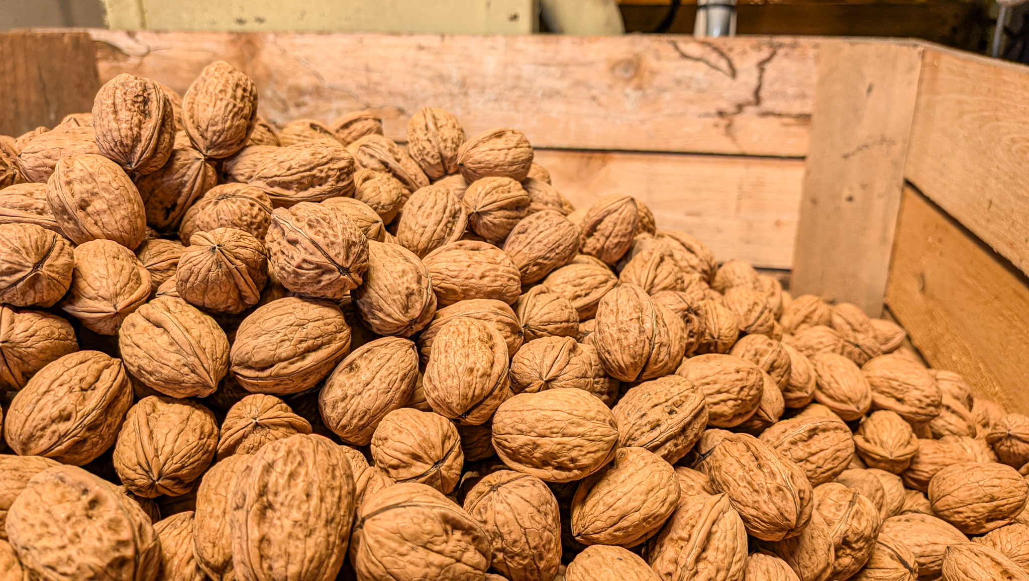 Gros plan sur les Noix de Grenoble AOP Franquette – récolte 2025 – Ferme des Signaux