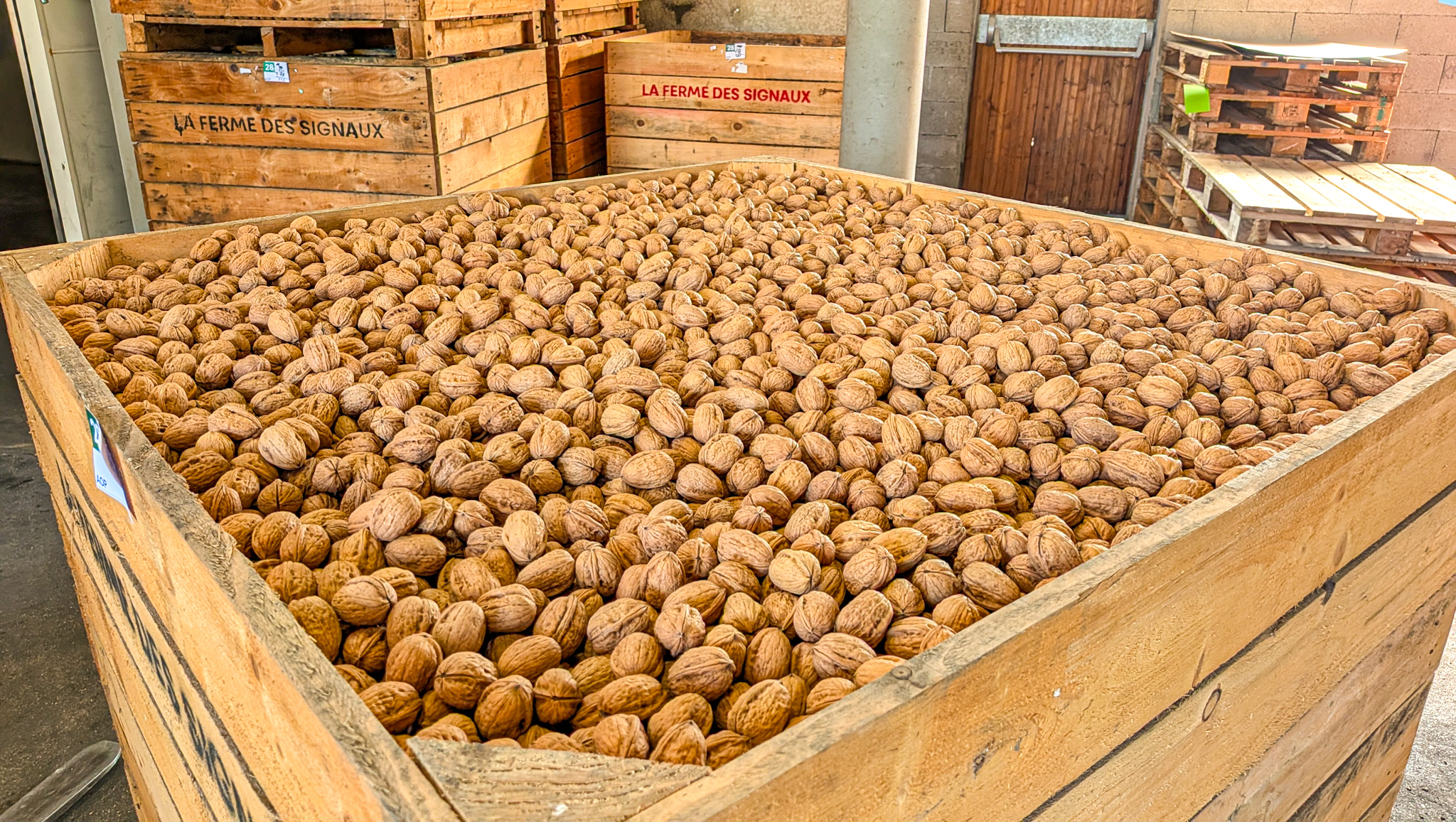 Noix de Grenoble AOP – récolte 2025 – tri et stockage à la Ferme des Signaux